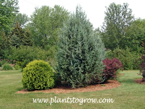Blue Heaven Juniper (Juniperus scopulorum)
Planted next to Golden Globe Arborvitae and a red Barberry.
